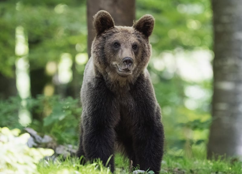 Bear in the wild