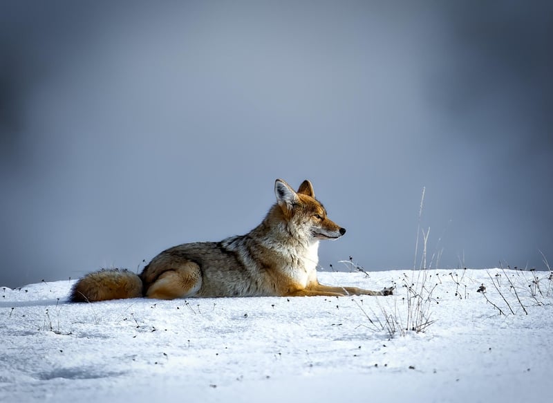 Coyote in the wild