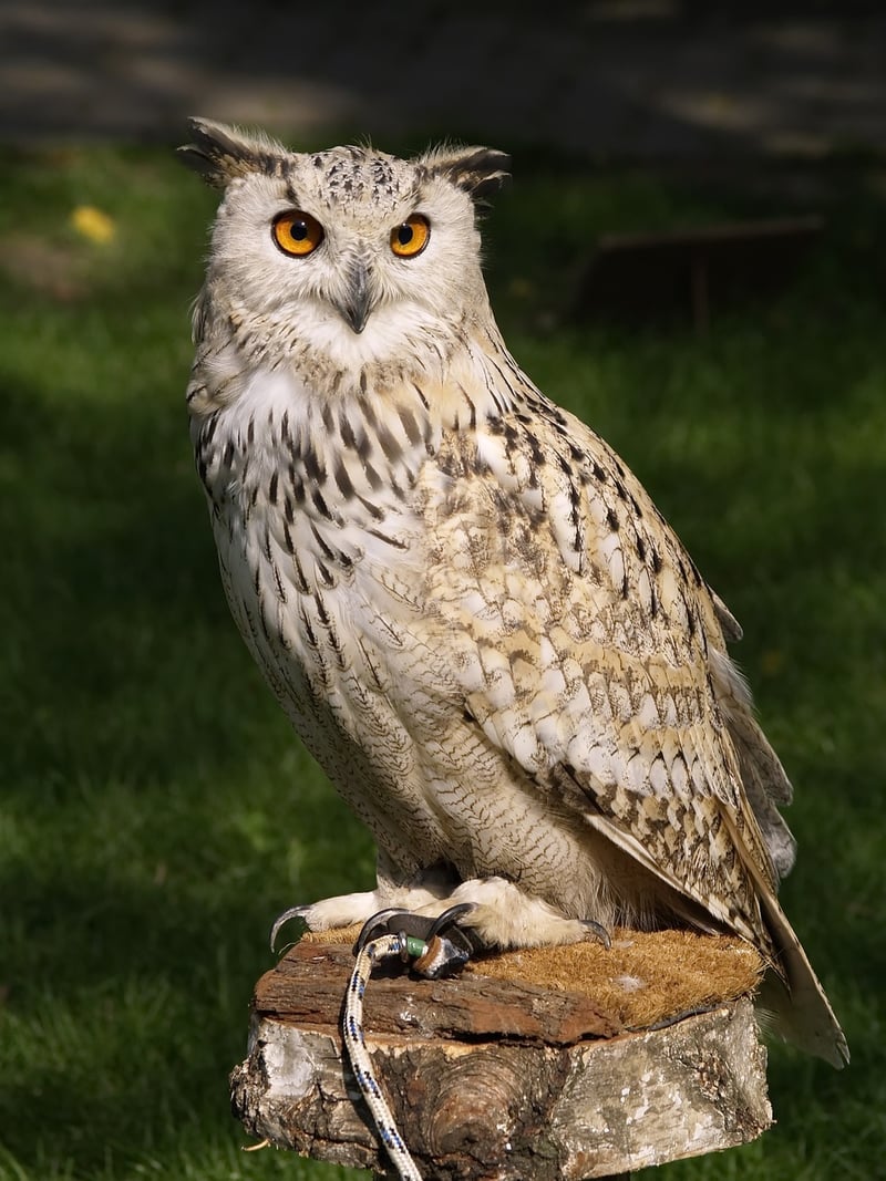 Owl in the Wild