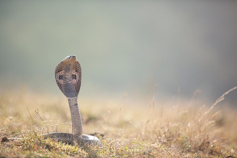 Snake in the wild