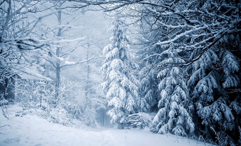 Winter landscape